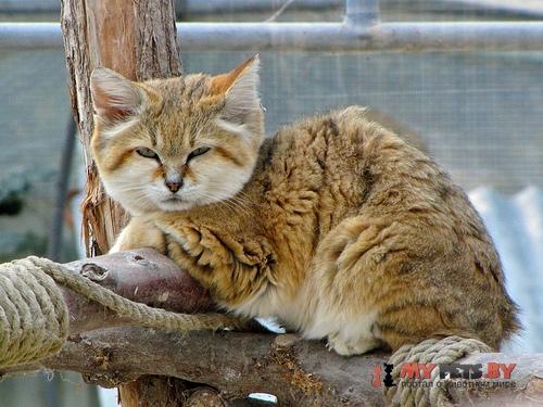 Felis margarita, Барханная кошка