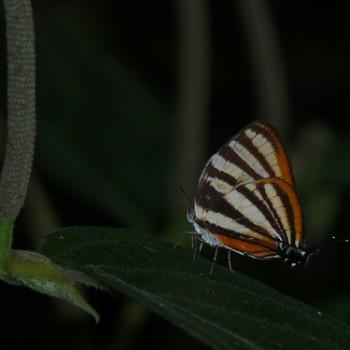 Arawacus aetolus