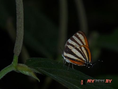 Arawacus aetolus