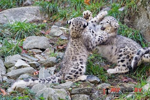 Snow leopard