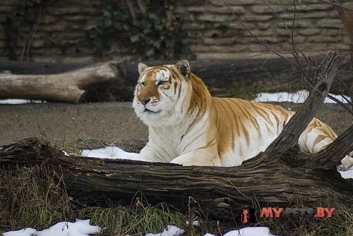 Golden tiger