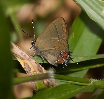 Calycopis thama