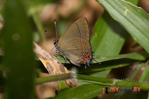 Calycopis thama