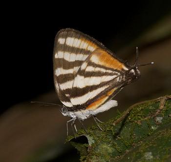 Arawacus togarna