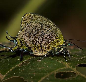 Arcas imperialis