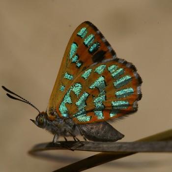 Hypochrysops halyaetus