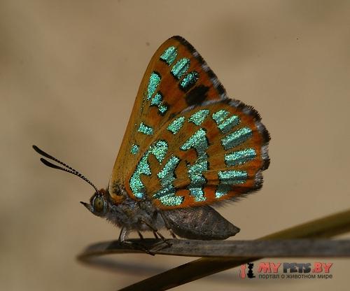 Hypochrysops halyaetus