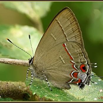 Calycopis partunda