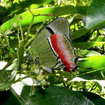 Evenus coronata