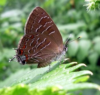 Satyrium liparops