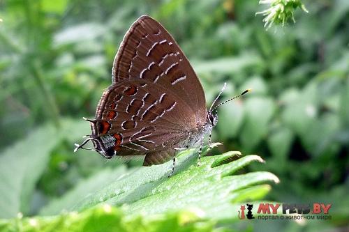 Satyrium liparops