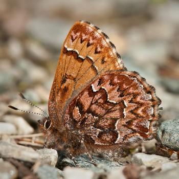 Incisalia eryphon
