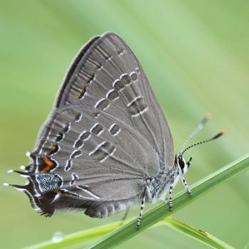 Satyrium calanus