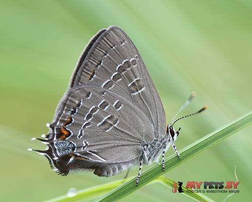 Satyrium calanus