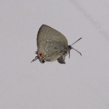 Ostrinotes empusa