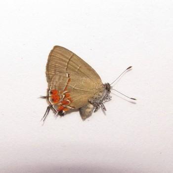 Calycopis orcilla