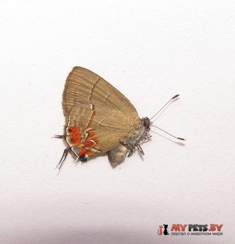 Calycopis orcilla