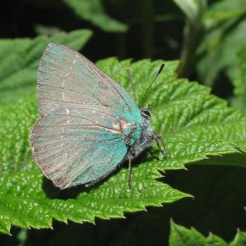 Callophrys chalybeitincta
