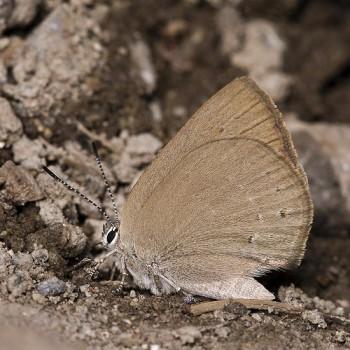 Satyrium fuliginosa