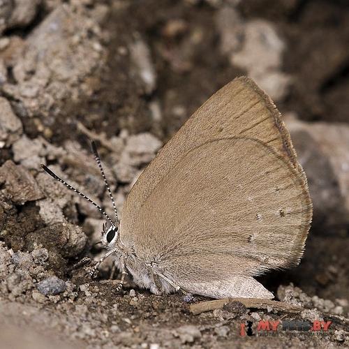 Satyrium fuliginosa