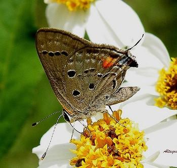 Allosmaitia fidena