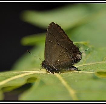Calycopis bellera