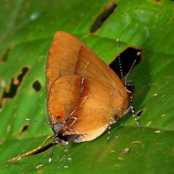 Calycopis demonassa