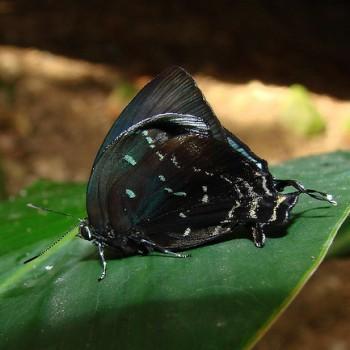 Theritas augustinula