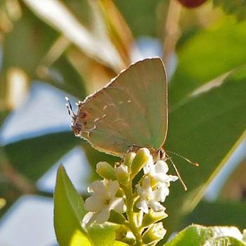 Cyanophrys miserabilis