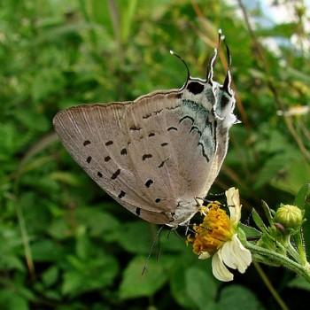 Pseudolycaena damo