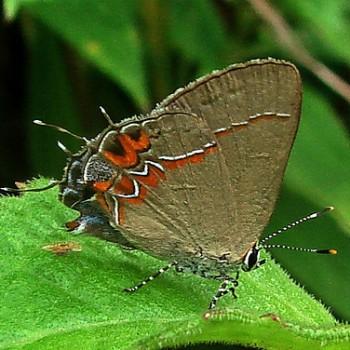 Calycopis drusilla