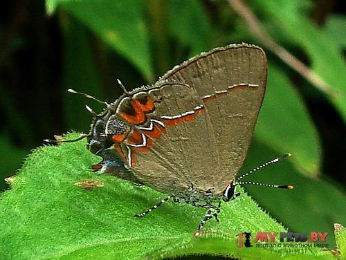 Calycopis drusilla