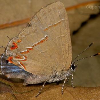 Calycopis caulonia