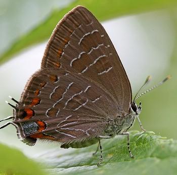 Satyrium caryaevorus