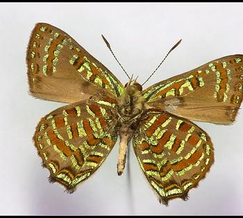 Hypochrysops pythias