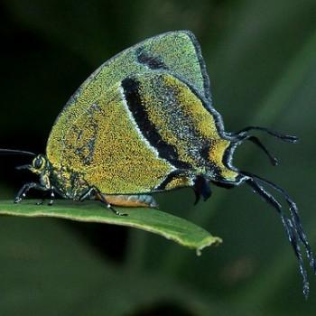 Arcas splendor