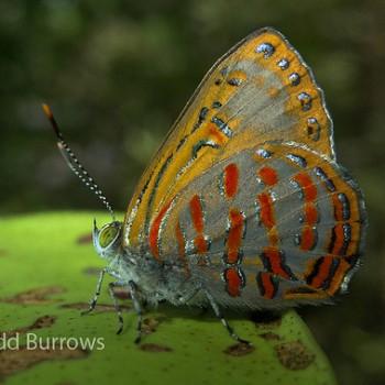 Hypochrysops apelles