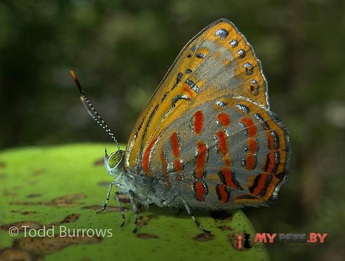 Hypochrysops apelles