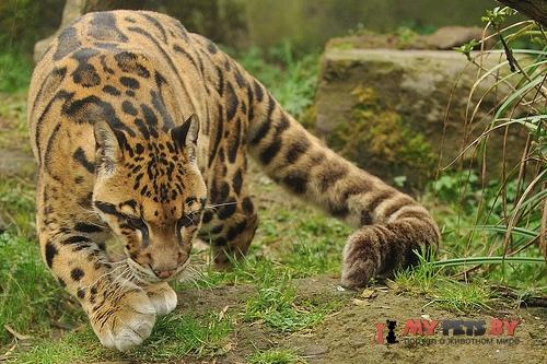 Clouded leopard