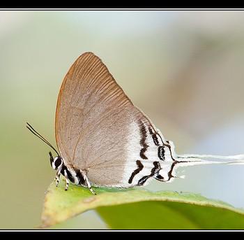 Ritra aurea