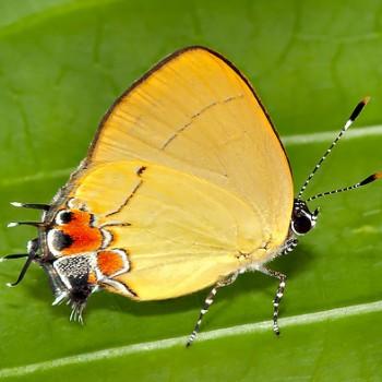 Calycopis trebula