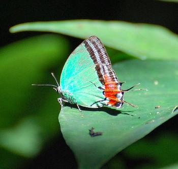 Paiwarria antinous