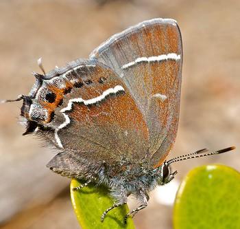 Callophrys spinetorum