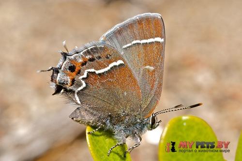 Callophrys spinetorum