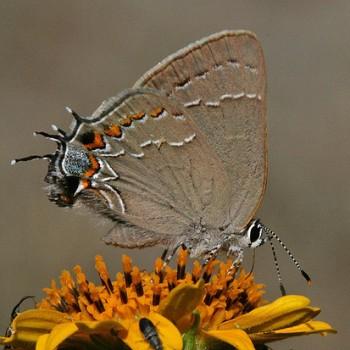 Satyrium favonius
