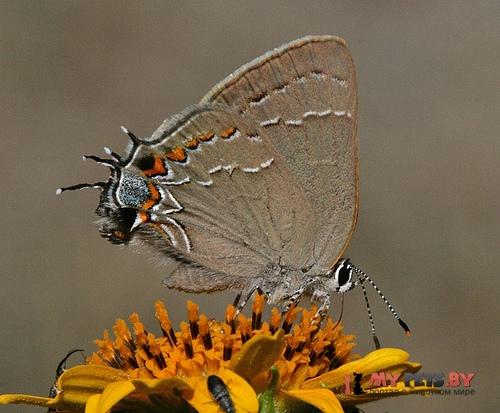 Satyrium favonius