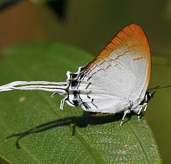 Cheritra freja