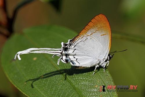 Cheritra freja