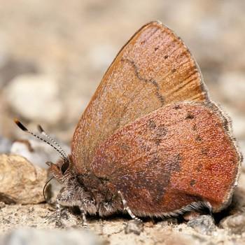 Incisalia augustinus