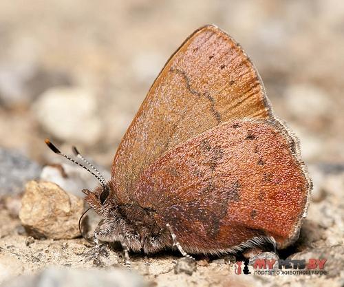 Incisalia augustinus